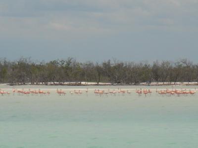 Holbox-Flamingos