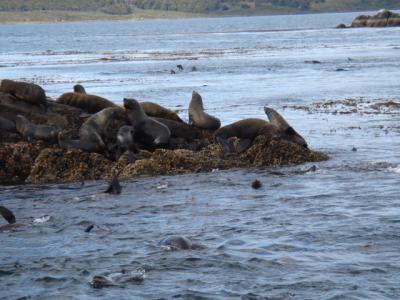 Ushuaia-Seals