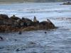 Ushuaia-Seals