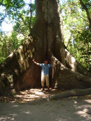 copan-big-tree