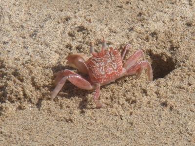crab6