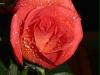 rose_small
