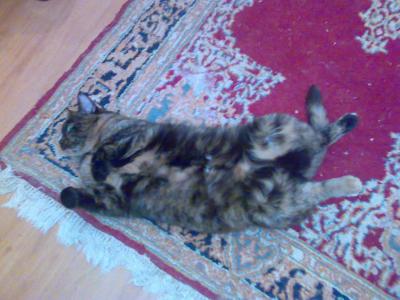 Minnie liegt auf dem Rücken. Sie sieht tatsächlich wie eine bebeinte Wassermelone aus