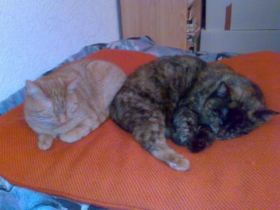 Bonnie und Minnie schlafen nebeneinander. Sehr selten!