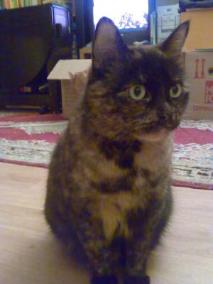 Minnie, eine stattliche Katze blickt selbstbewußt in die Kamera. Okay, sie schielt ;-)