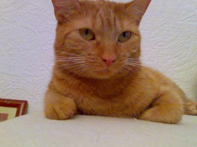 Bonnie ist entspannt