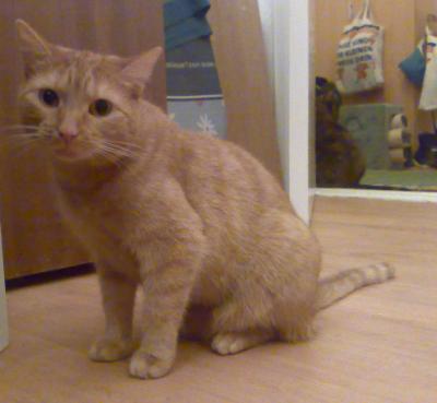 Bonnie, eine zierliche orangfarbende Katze blickt besorgt in die Kamera