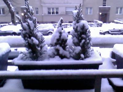 Drei immergrün Bäume in einem Balkonkasten, mit Schnee bedeckt.