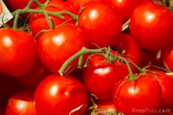 09_11_28-Tomatoes_web2