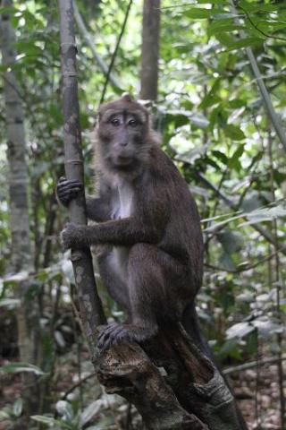 affe