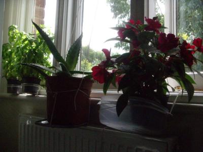 greenthumb