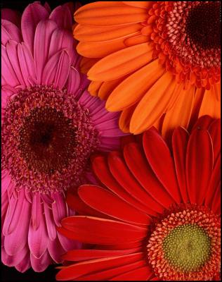 Three-Gerbera-Daisies-4x5-D