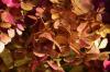 herbst