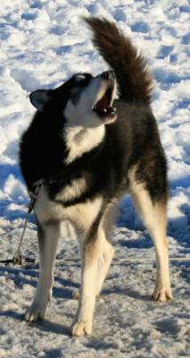 howl
