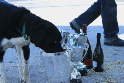 pokal