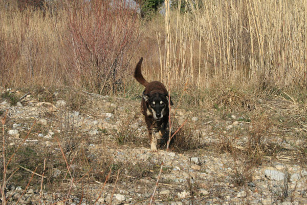 silas
