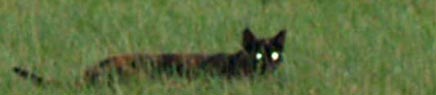 Die mysteriöse schwarze Katze im möglichen Fotobeweis.