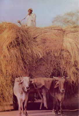 Bullock-cart, used by the Pakistani farmers for carrying their harvest from their fields. 
<br />
Venus Agency, First Floor Pakistan Handicraft Mkt. 
<br />
Abdullah Haroon Road Saddar Karachi (P. O. Box 2176 Karachi-18)
<br />
Processed & Printed by Lithocraft corporation, Karachi 38, Pakistan