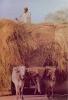 Bullock-cart, used by the Pakistani farmers for carrying their harvest from their fields. <br />
Venus Agency, First Floor Pakistan Handicraft Mkt. <br />
Abdullah Haroon Road Saddar Karachi (P. O. Box 2176 Karachi-18)<br />
Processed & Printed by Lithocraft corporation, Karachi 38, Pakistan