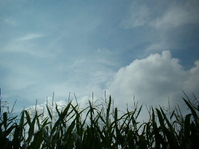Maisfeld