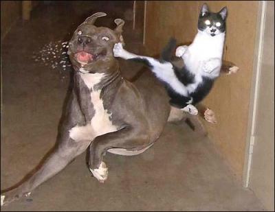 NINJA-CAT