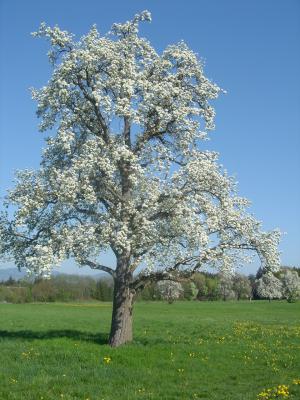 bluete-2007-014