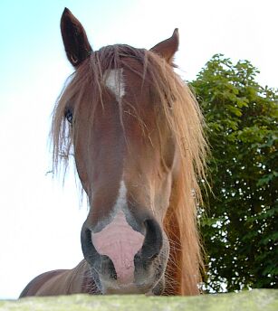 pferd