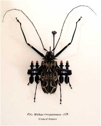 beetleus