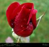 Garten-Rose