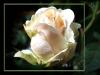 Rose Annick