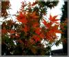 Ahorn im Herbst