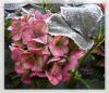 Winter Hortensie
