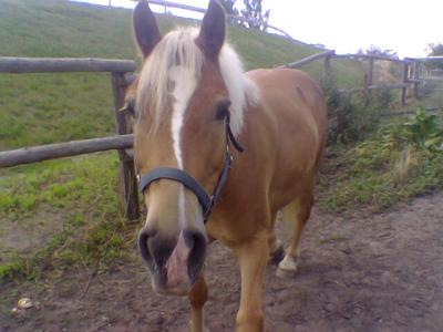 Reiten-3