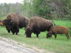 0850-Bisons