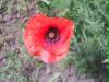 Mohn