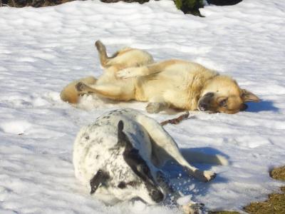 Schneefreuden