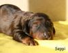 Seppi ist ein Langhaardackel und 3 Wochen alt er ist am 22.12. um 19:45 geboren und Steinbock Aszendent Löwe!