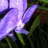orchideenmaennchen2