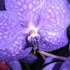 orchideenmaennchen