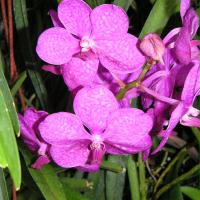 orchideenweibchen