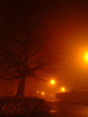 Baum in Gortgreine im Nebel