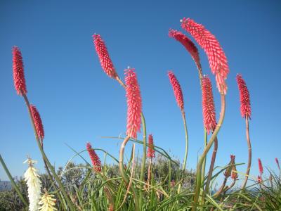 Blumen-Napier