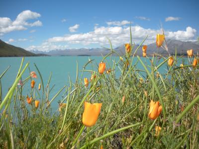 Blumen-Tekapo