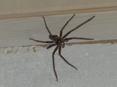 Brown-Huntsman-Spider