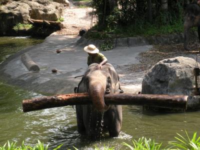 Elefant1