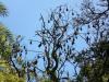 Flying-Fox