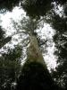 Grosser-Baum-2