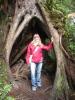 Grosser-Baum