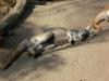 Kangaroo