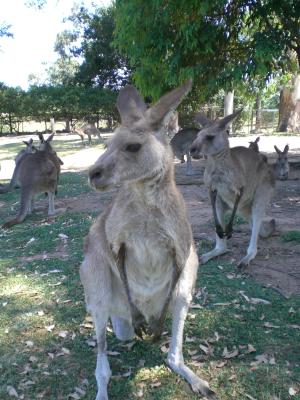 Kanguru-post